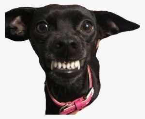 Companion Dog