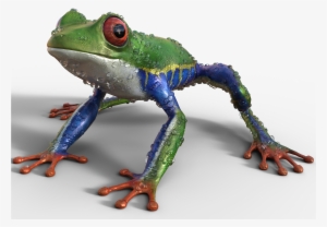 Tree Frog - Frog