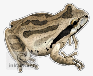 Pacific Tree Frog Decal - Pacific Tree Frog Transparent