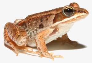 Lithobates Sylvaticus - Wood Frog Png