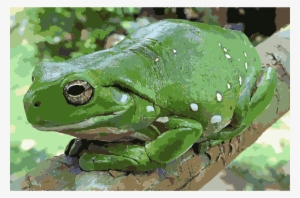 This Free Icons Png Design Of Magnificent Tree Frog
