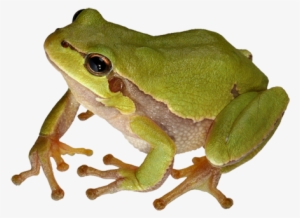 Frog - Frog With White Background
