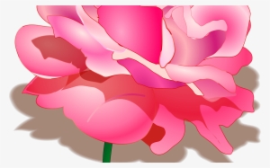 Rose Free Stock Photo Illustration Of A Pink Rose - Peony Clipart Transparent Background