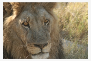African Lion - Lion