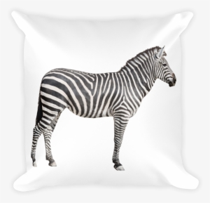 Zebra Print Square Pillow - Flash Card Wild Animals