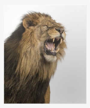 Close-up Of A Lion Roaring, Panthera Leo, 10 Years - Fangs: How Do Animals Eat?