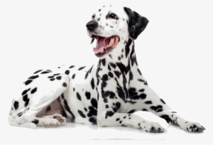 Dalmatians Are A Devoted Breed With A Distinct Appearance - Dalmatias Dog