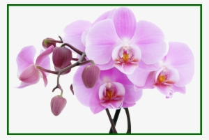 Marvelous Mason Jar Vector Clip Art Orchid And Design