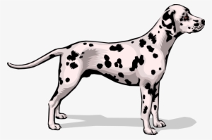 Vector Illustration Of Spotted Dalmatian Dog Stands - Dalmatian Dog