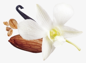 Cultivated Vanilla - Granola