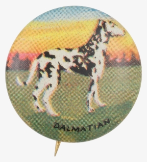 Dalmatian - Museum