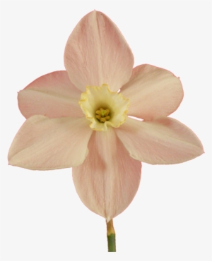Narcissus20090514 37 - Narcissus Png