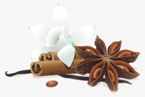Illustration Of Vanilla Flower Leaning On Two Pieces - Plant Based Organic Protein Powder Bs