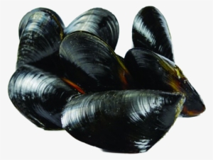 Gallo Mussel Mytilus Galloprovincialis - Mussels Png