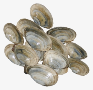 Steamer Clams From Pei - Cockle