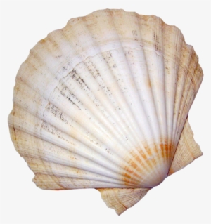Arte De Conchas, Conchas Marinas, Costero, Blog, Fotos, - Coquillage Png