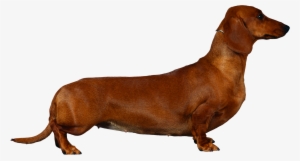Dog Png - Dachshund Cocker Spaniels