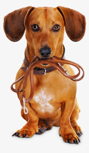 Reserve Now - Dog With Leash Png