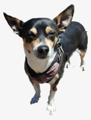 Dog Walking Service Consists Of - Toy Fox Terrier