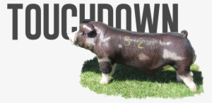 Downtown X On The Run - Domestic Pig