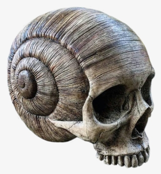 Image Result For Animal Skull - Snail Skull