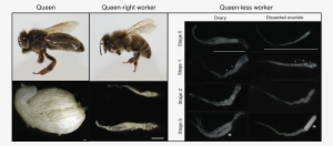 2 - Honey Bee Worker Ovaries