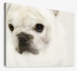 Cute Eyes Canvas Print - French Bulldog