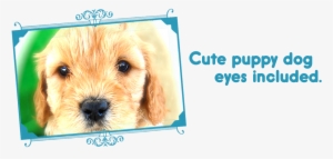 Slide Cute Eyes - Companion Dog
