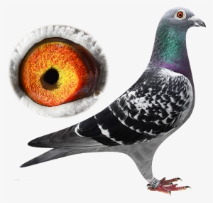 This Pigeon Is Reserved - Columbinae