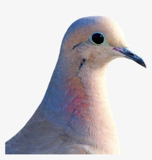 Dove City Pigeon Collared - Mourning Dove Transparent Background