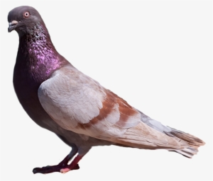 American Racing Pigeon Union - Rock Dove