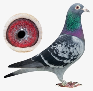 Bred From Top Performing Parents - Rock Dove