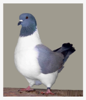 21 Aug - Strasser Pigeon