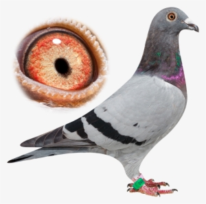 Breeder - Pigeon Van Der Kruk
