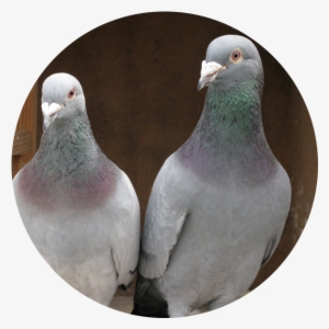 Best Breed Pigeon For Sale