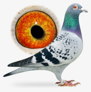 Special Pigeon Bred By Frans Rutten, 100% C & G Koopman - Rock Dove