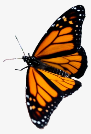 Butterfly 3 Transparent Background Png - Angangueo