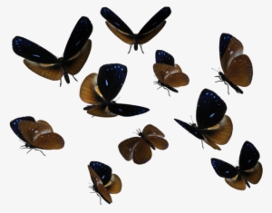 Butterflies Swarm Transparent Png - Transparent Butterfly Swarm