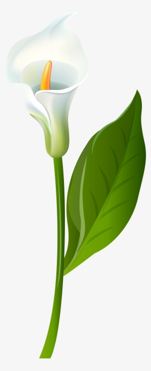 Calla Transparent Png Clip Art Image Pinterest - Calla Lily Flower Png