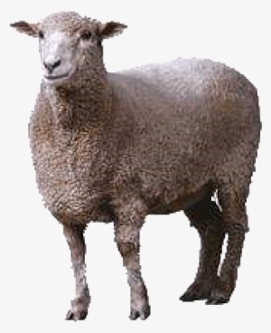 Sheep Png Free Download - Sheep Png