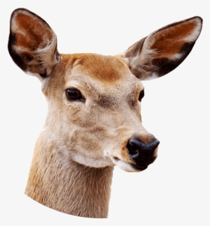 Female Deer Close Up - Deer With White Background