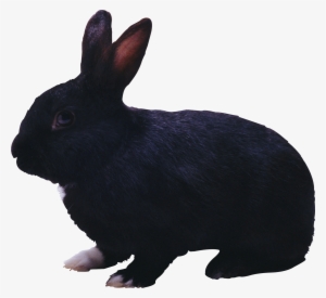 Black Rabbit Png Image - Black Rabbit Png
