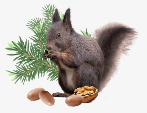 Squirrel Png File - Tree Squirrel