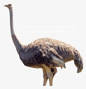 Download Animals Png Images Image - Ostrich Png