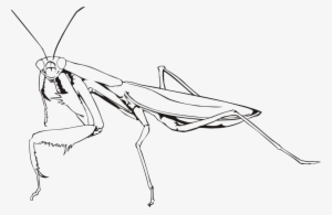 Banner Library Insect European Chevrolet Free Commercial - Praying Mantis Line Drawing