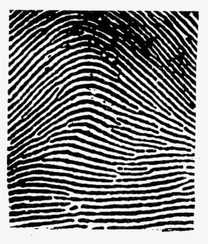 This Image Used For Decorative Purposes Only - Arch Fingerprint