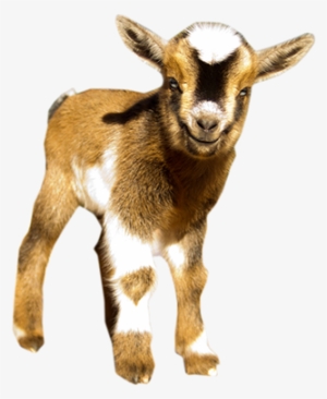 As With All Goats, Does Or Neutered Males Make The - Nigerian Dwarf Goat Png