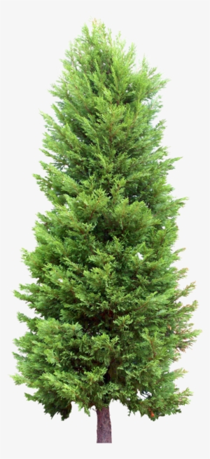 Transparent Tree Spruce - Fir Tree Transparent