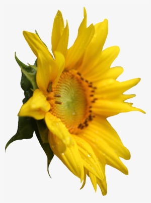 Plant Sunflower Png