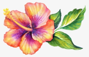 Hawaiian Flower Drawings Watercolour